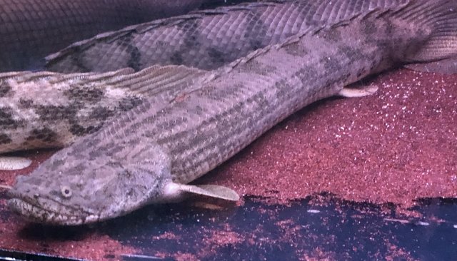 BA597312-C3CB-4222-9BB1-07849E0AD371.jpeg BA597312-C3CB-4222-9BB1-07849E0AD371.jpeg