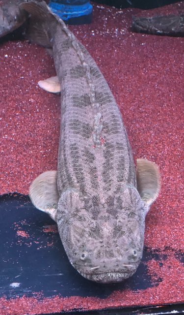 FE5C87F5-8EBF-401C-8F9C-AD7D49E70825.jpeg FE5C87F5-8EBF-401C-8F9C-AD7D49E70825.jpeg