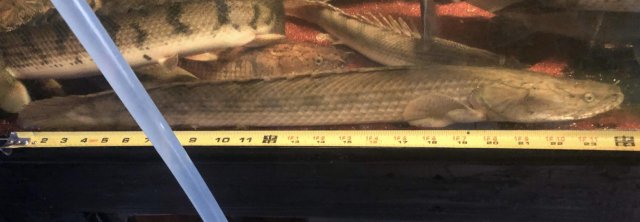 0B2F74AB-24CE-4F61-97D6-B0107034DDFA.jpeg 0B2F74AB-24CE-4F61-97D6-B0107034DDFA.jpeg