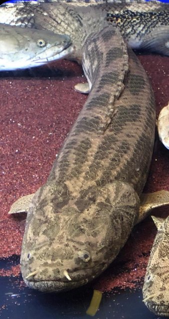 023DA813-B531-446C-B261-78E3CD032205.jpeg 023DA813-B531-446C-B261-78E3CD032205.jpeg