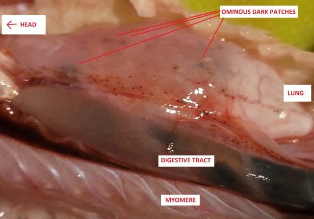 inflated lung close up 2 modified.jpg