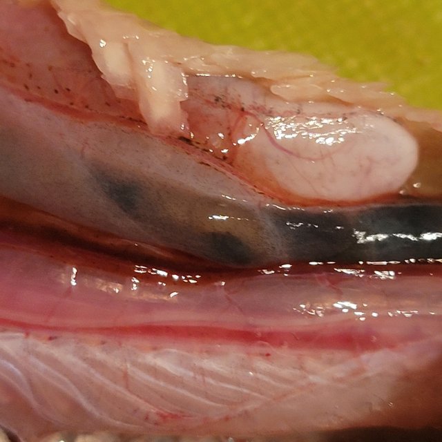 digestive tract 3.jpg