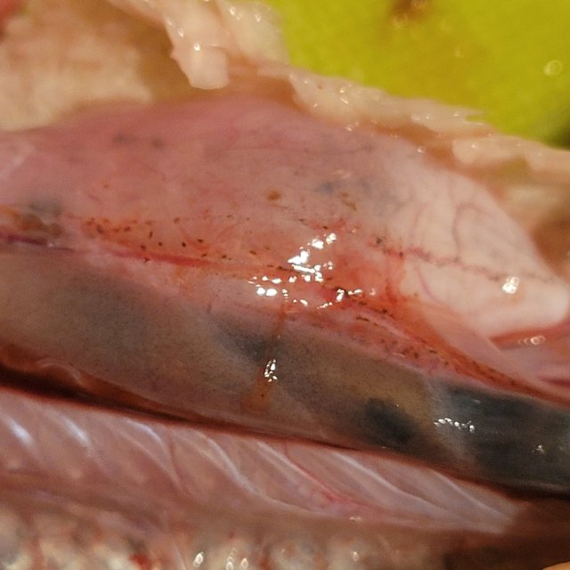 inflated lung close up.jpg