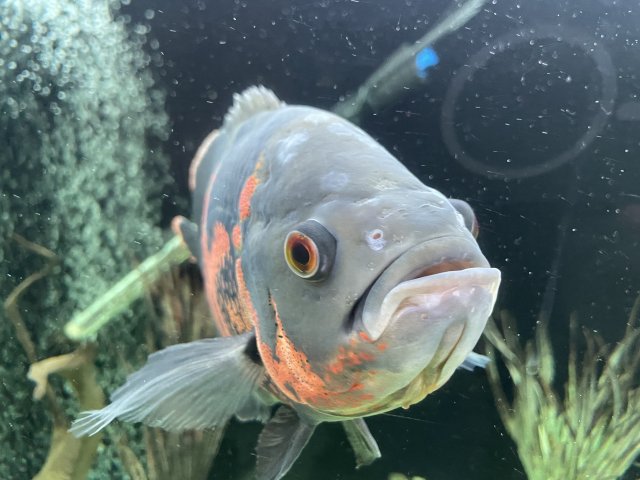 【きれいめファッション51選】上品さと清潔感をキープし Blotches White on MonsterFishKeepers.com | head oscar's トップス