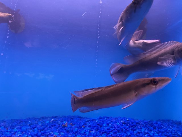 Pike LFS1.jpg Pike LFS1.jpg