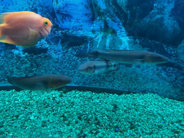 Pike LFS2.jpg Pike LFS2.jpg