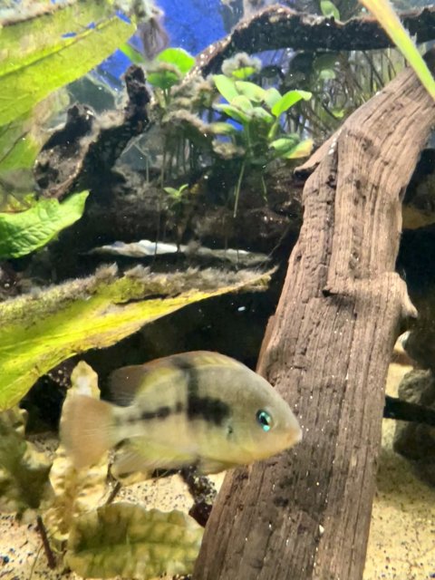 7E895EE4-2C6A-45CE-B438-ED844FF32E8D.jpeg 7E895EE4-2C6A-45CE-B438-ED844FF32E8D.jpeg