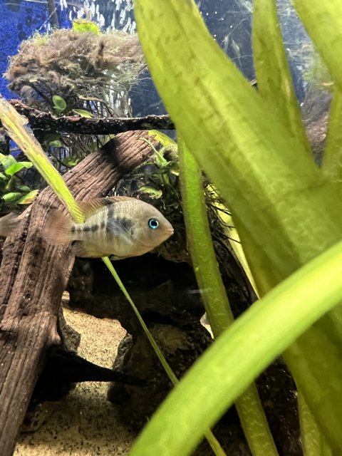 B44FDEFC-7F63-493D-9AC1-2644156E0E9A.jpeg B44FDEFC-7F63-493D-9AC1-2644156E0E9A.jpeg