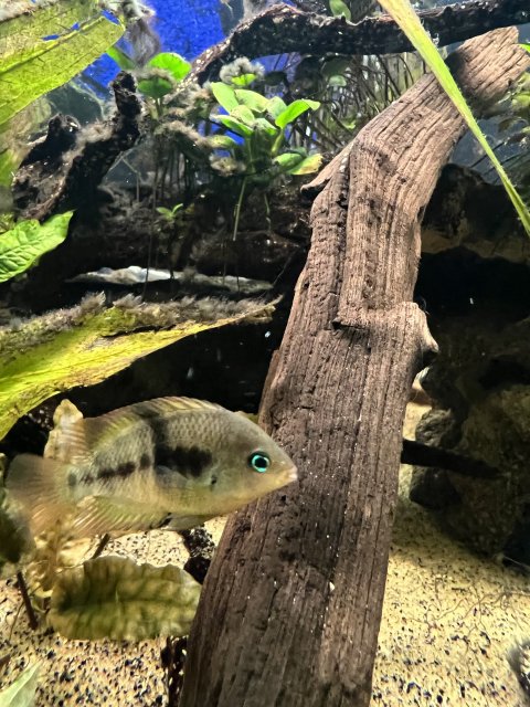 73DF6126-39E5-426F-9506-E86A867BB343.jpeg 73DF6126-39E5-426F-9506-E86A867BB343.jpeg