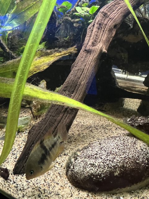 5B082D32-924C-4E4C-A8AD-B0D119E107EB.jpeg 5B082D32-924C-4E4C-A8AD-B0D119E107EB.jpeg