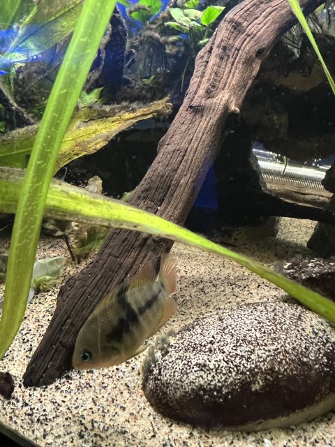 879467EA-EE4B-4358-BE27-17185DDEADFF.jpeg 879467EA-EE4B-4358-BE27-17185DDEADFF.jpeg