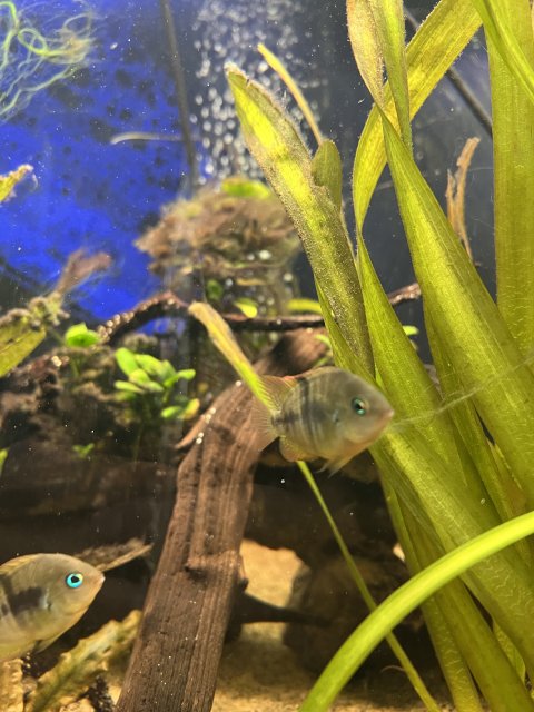 0F99EA4C-C92E-4BC9-A051-7CF31EB12706.jpeg 0F99EA4C-C92E-4BC9-A051-7CF31EB12706.jpeg