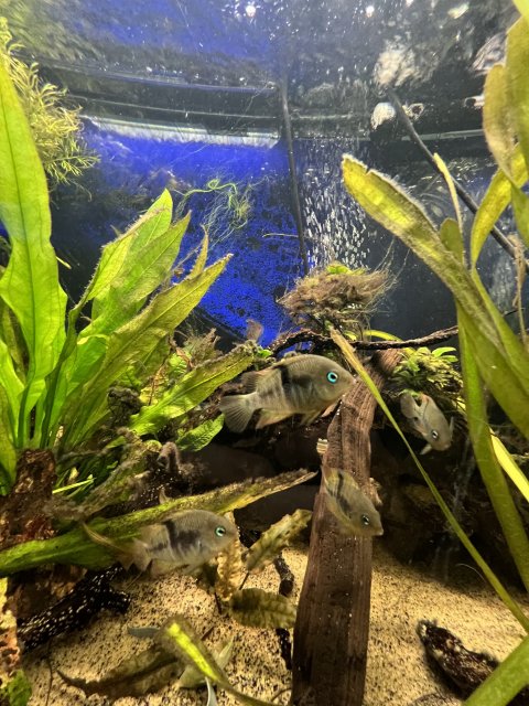 1CE3A829-D62C-49D6-B715-A658F68889DE.jpeg 1CE3A829-D62C-49D6-B715-A658F68889DE.jpeg