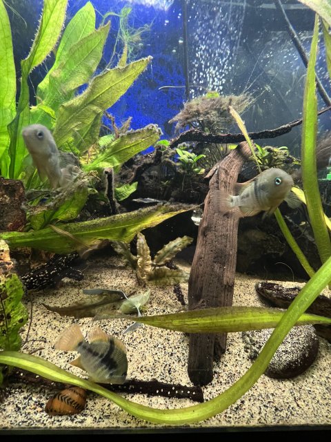 8A2FD741-89C8-4727-A0F2-F2C915726E40.jpeg 8A2FD741-89C8-4727-A0F2-F2C915726E40.jpeg