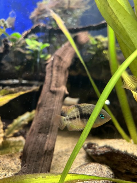 837A3446-4221-43CF-AF3F-1D4D9640522B.jpeg 837A3446-4221-43CF-AF3F-1D4D9640522B.jpeg