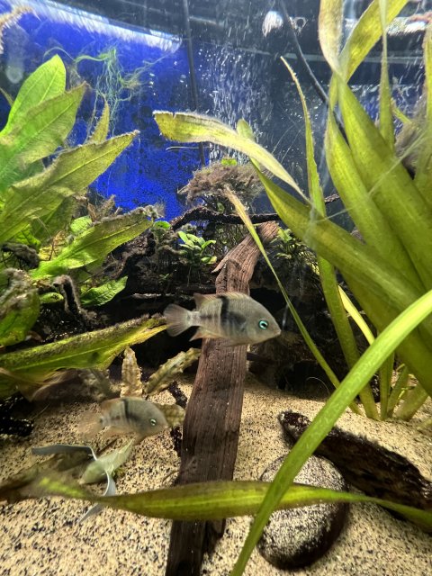 459DAC49-DFF4-4352-8AAC-2E9065F48DC5.jpeg 459DAC49-DFF4-4352-8AAC-2E9065F48DC5.jpeg