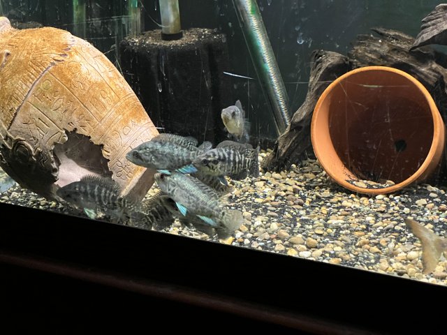 9BA1A7CB-3B7D-4627-96AA-575C055A283C.jpeg 9BA1A7CB-3B7D-4627-96AA-575C055A283C.jpeg