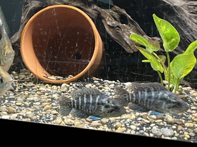 D09FE4E7-D45A-44E4-A958-7D2297F3B2B8.jpeg D09FE4E7-D45A-44E4-A958-7D2297F3B2B8.jpeg