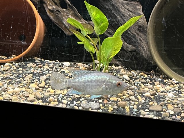 D087A942-9773-44DD-A3D2-CA7BA3271D51.jpeg D087A942-9773-44DD-A3D2-CA7BA3271D51.jpeg