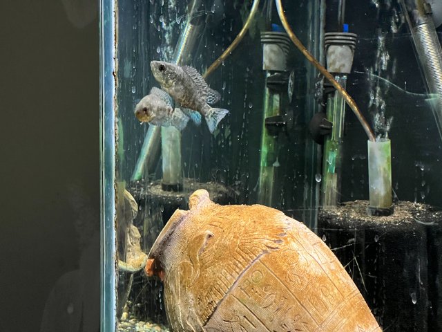 55F43FBC-B16E-40B1-87E6-D2BF298D8E53.jpeg 55F43FBC-B16E-40B1-87E6-D2BF298D8E53.jpeg