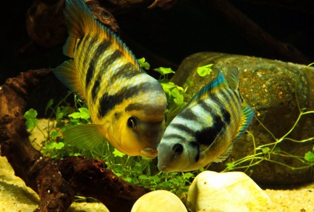 1100038-bdd55d4a2375ce576c66fdd7b087d0eb (1).jpg