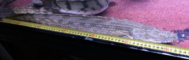 FCB9B1EB-0903-47F6-B620-471DE552428D.jpeg FCB9B1EB-0903-47F6-B620-471DE552428D.jpeg