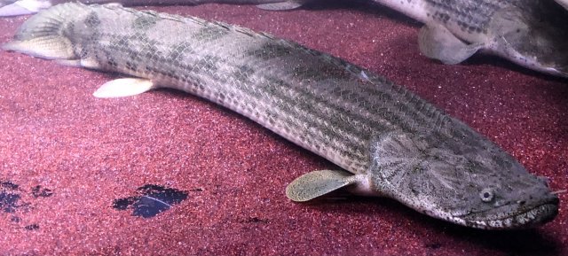 CF0ABAE3-E398-4494-87D9-763746D1A1EE.jpeg CF0ABAE3-E398-4494-87D9-763746D1A1EE.jpeg