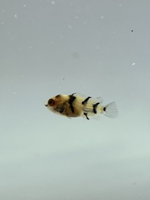 F7EF911A-C0A4-4438-BEE3-7B90F0338D35.jpeg