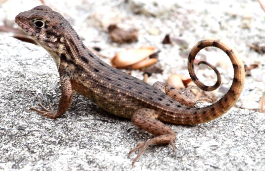 curly-tailed-lizard.png