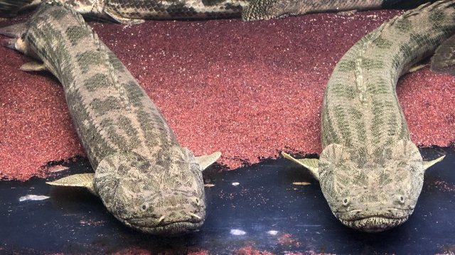 31C48696-D5F6-4AA1-B293-F1E19E0C1BE4.jpeg 31C48696-D5F6-4AA1-B293-F1E19E0C1BE4.jpeg