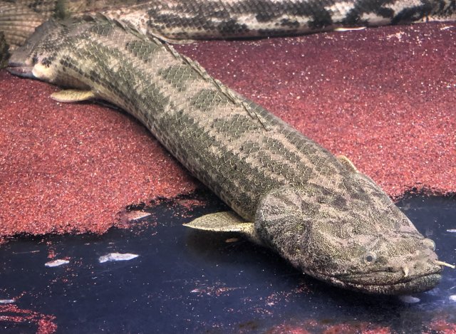 A86BD837-7973-425B-BBFF-5BA53FC61857.jpeg A86BD837-7973-425B-BBFF-5BA53FC61857.jpeg