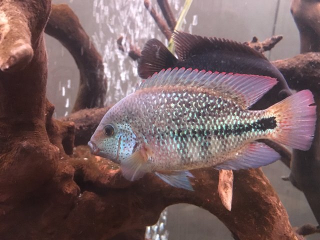 PGJS4334.JPG PGJS4334.JPG