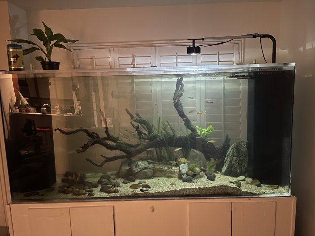 7F92DD02-D0B0-43A3-967F-62D88E80E165.jpeg 7F92DD02-D0B0-43A3-967F-62D88E80E165.jpeg