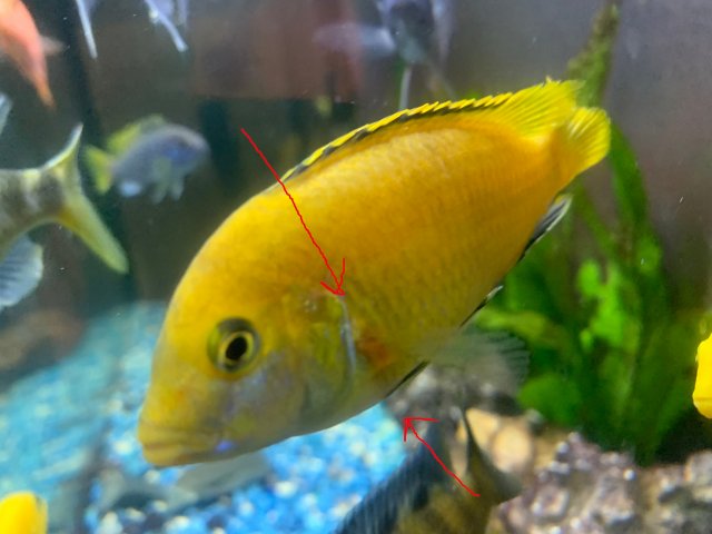 labCichlid1.jpg