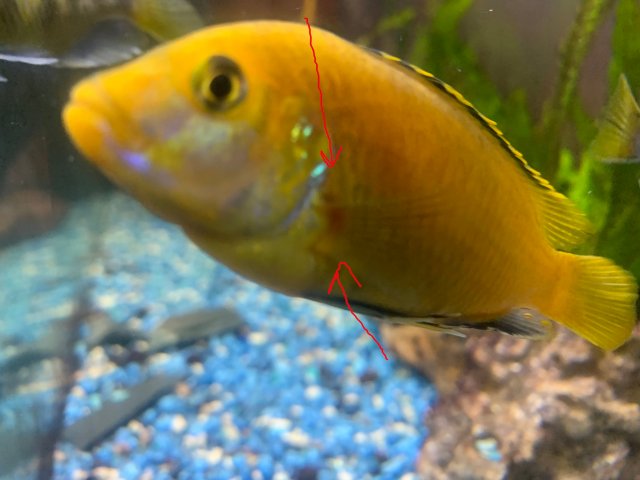 labCichlid2.jpg