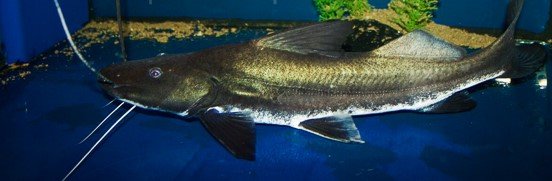 Brachie, vaillantii Primo Aquatics crop.jpg