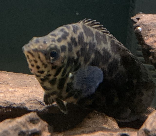 Tai Lung peeking.jpg