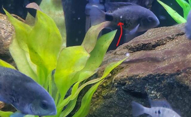 Inked20230215_210902.jpg Inked20230215_210902.jpg