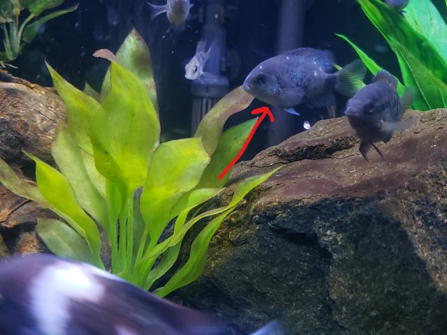 Inked20230215_210909.jpg Inked20230215_210909.jpg