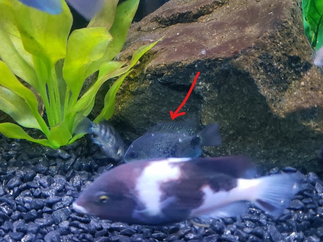 Inked20230215_210958.jpg Inked20230215_210958.jpg