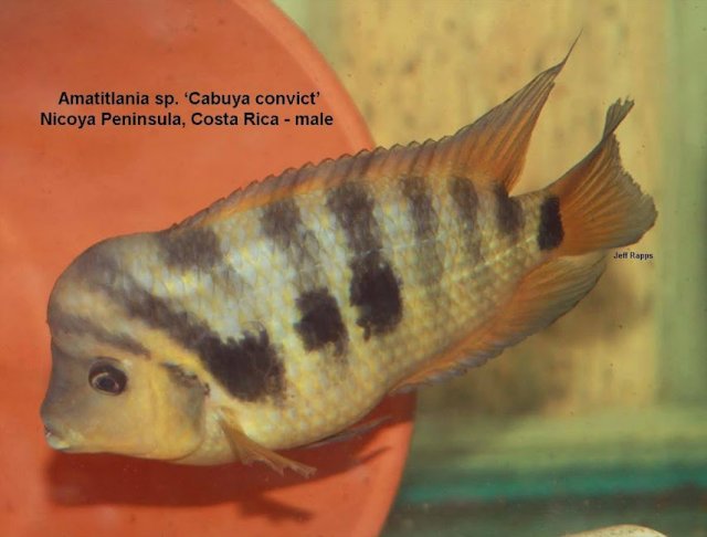 cabuya.male.jpg cabuya.male.jpg