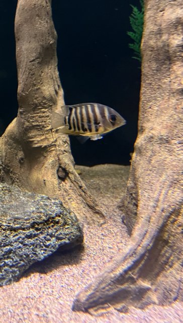 CEB7A4FA-89A9-4D36-8AE0-B65B45558DBC.jpeg CEB7A4FA-89A9-4D36-8AE0-B65B45558DBC.jpeg