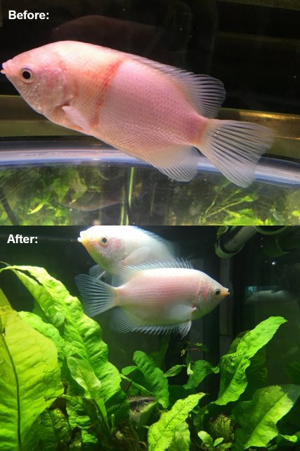 Gourami_before_and_after_Kanaplex_meds.jpg