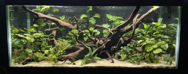 643600AE-804C-435A-ACAE-445FB0B89563.jpeg 643600AE-804C-435A-ACAE-445FB0B89563.jpeg