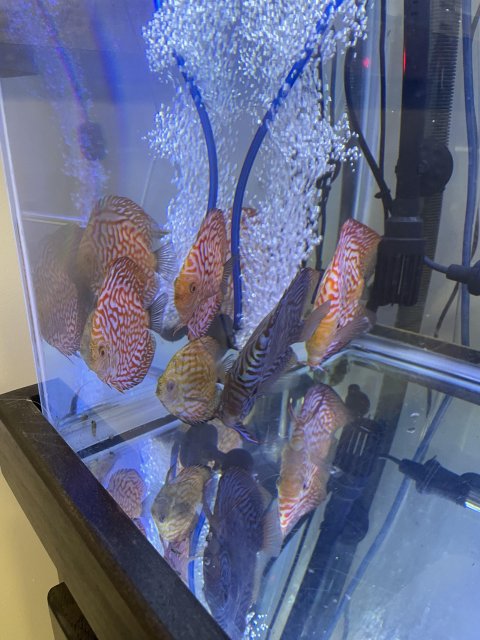 discus 1.jpg
