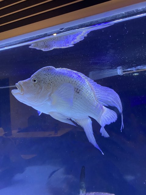 05A06FA8-A958-4D90-A147-8D388B98A062.jpeg 05A06FA8-A958-4D90-A147-8D388B98A062.jpeg