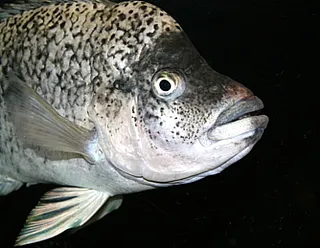 1677418755138.png 1677418755138.png