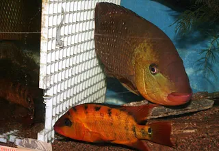 1677515975404.png 1677515975404.png