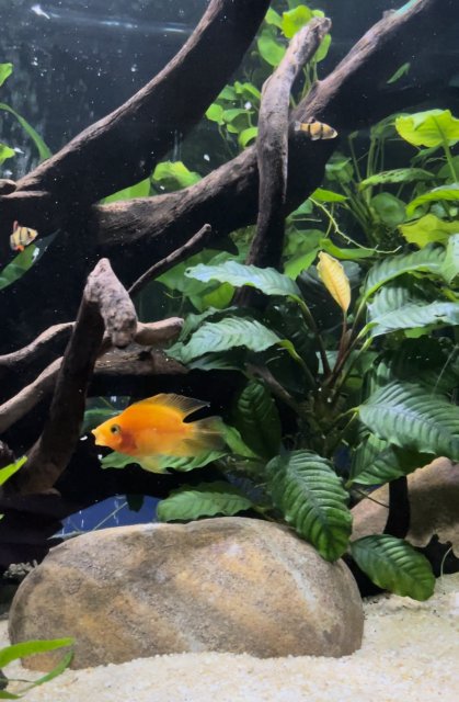 FAB9E1EF-B19E-487F-8E73-3F8C8896406E.jpeg FAB9E1EF-B19E-487F-8E73-3F8C8896406E.jpeg