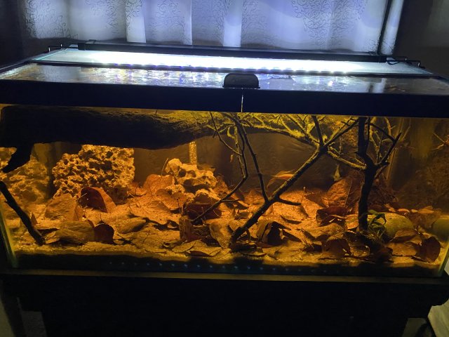 1DBC186D-6099-4EF8-8974-5EBD8A8382E0.jpeg 1DBC186D-6099-4EF8-8974-5EBD8A8382E0.jpeg